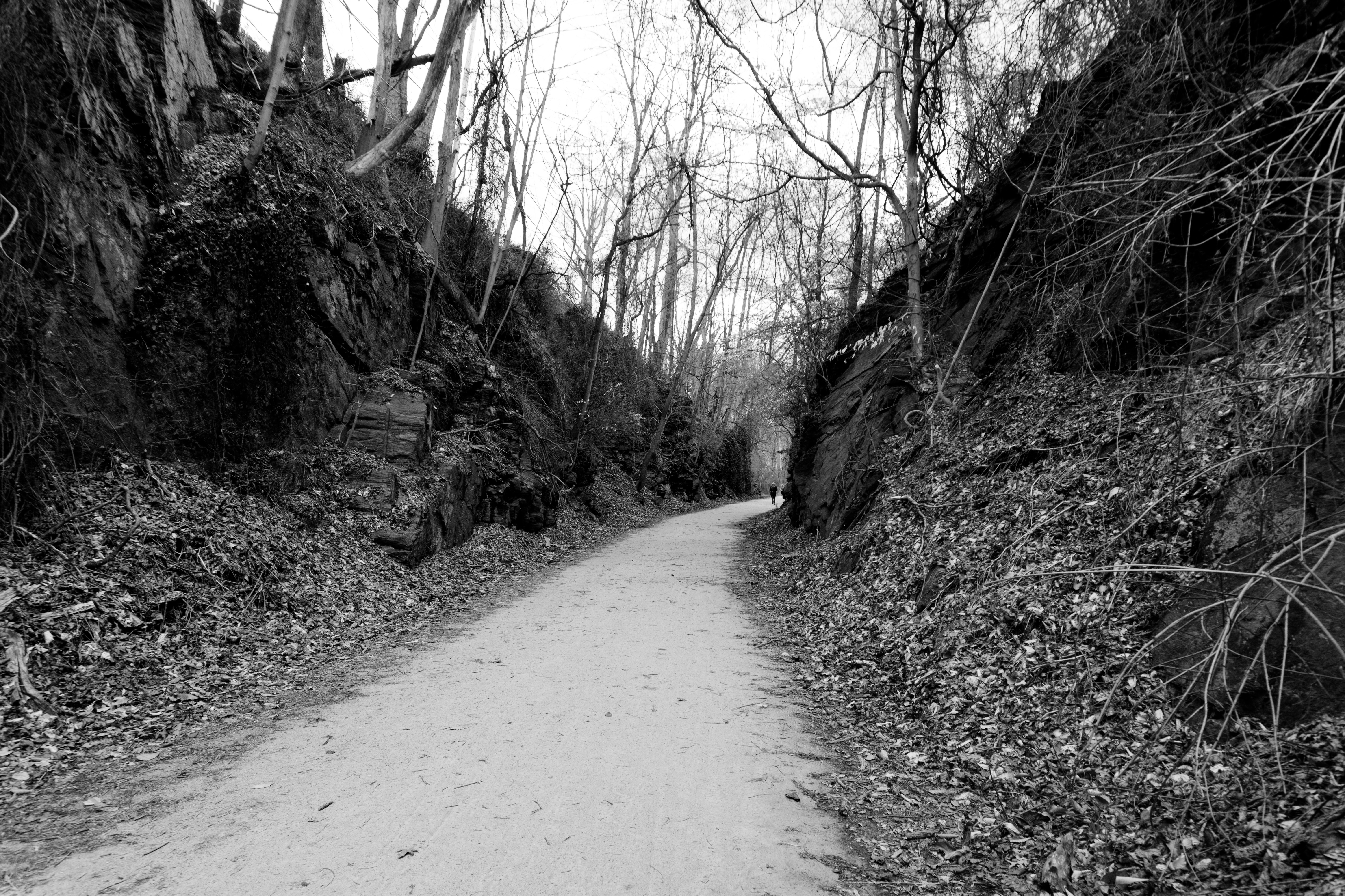 A cutting along the right-of-way of the Pennypack Trail, formerly the Fox Chase-Newtown Line